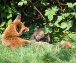 Garden Fox Watch - Safe behind Mum