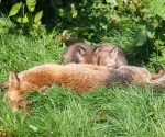 Garden Fox Watch - Dinner time