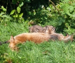 Garden Fox Watch - Pairs of ears