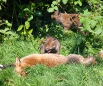 Garden Fox Watch - Mum, you\'re so tasty!