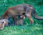 Garden Fox Watch - The promised land