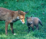 Garden Fox Watch - Lessons