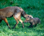 Garden Fox Watch - Following along