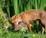 Garden Fox Watch - It\'s called a dandelion, they\'re not scary