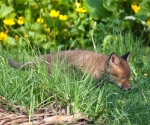 Garden Fox Watch - Hunting
