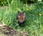 Garden Fox Watch - So earnest
