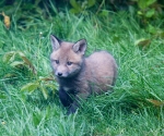 Garden Fox Watch - Just fluffy
