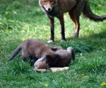 Garden Fox Watch: Nuzzle!