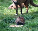 Garden Fox Watch: What is this stuff?