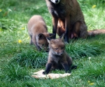 Garden Fox Watch: Mine!