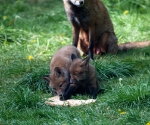 Garden Fox Watch: Are you sure it\'s yours?