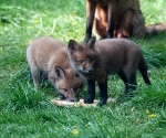 Garden Fox Watch: Maybe if I distract him...