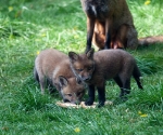 Garden Fox Watch: ... then I can steal it without him noticing...