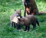 Garden Fox Watch: It is bigger than my head, oops