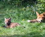 Garden Fox Watch: Magpie watch