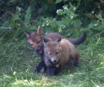 Garden Fox Watch: Love the little white chest patch