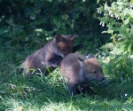 Garden Fox Watch: And the catch?