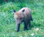 Garden Fox Watch: My nose tastes good