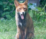 Garden Fox Watch: I, too, have a tongue