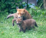 Garden Fox Watch: Spit wash