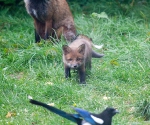 Garden Fox Watch: Stalking the magpie