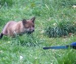 Garden Fox Watch: Stalking the magpie (II)