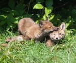 Garden Fox Watch: What did I do to deserve a brother like this?