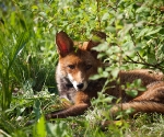 Garden Fox Watch: Mrs Fox