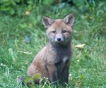 Garden Fox Watch: See how cute I am
