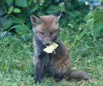 Garden Fox Watch: I have a leaf