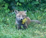 Garden Fox Watch: It is a tasty leaf