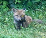 Garden Fox Watch: The leaf is my only friend *emo foxcub*