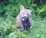 Garden Fox Watch: But this dandelion looks interesting