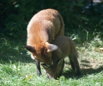 Garden Fox Watch: The wash