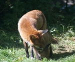Garden Fox Watch: Parental cleaning