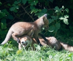 Garden Fox Watch: I am _NOT_ a climbing frame