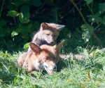 Garden Fox Watch: Mum-mum-mum-mum-MUM!