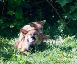Garden Fox Watch: WHAT!
