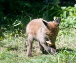 Garden Fox Watch: No, the leaf is still more interesting