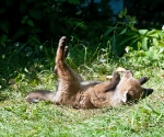 Garden Fox Watch: Leaf calisthenics