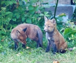 Garden Fox Watch: Butter wouldn\'t melt in their mouths