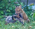 Garden Fox Watch: IT\'S A BELLY