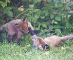 Garden Fox Watch: Capering
