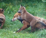 Garden Fox Watch: Hug!