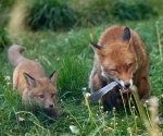 Garden Fox Watch: Mum\'s feather