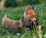 Garden Fox Watch: Cub\'s feather