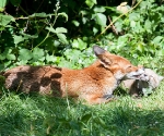 Garden Fox Watch: Not so much a wash as a nibble