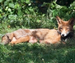 Garden Fox Watch: A rare moment of relaxation