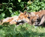 Garden Fox Watch: What did I do...