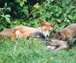 Garden Fox Watch: Yes, that\'s how you do it